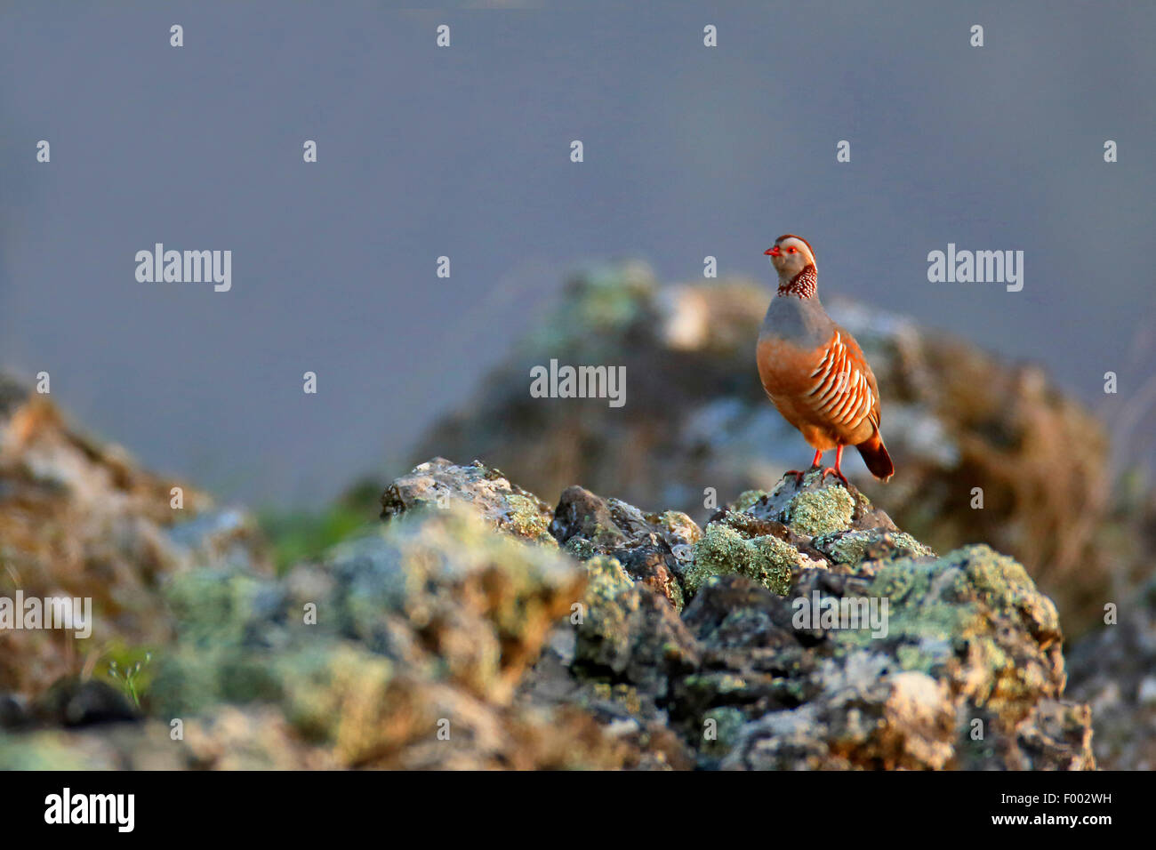 Barberia pernice (Alectoris barbara), maschio in piedi su una roccia e isole Canarie La Palma Foto Stock