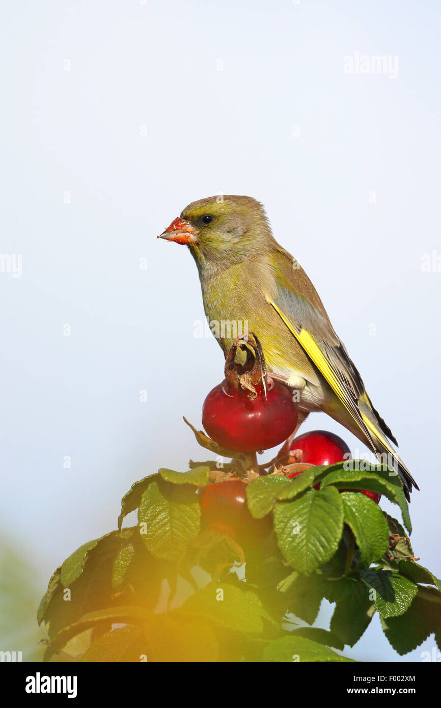 Western verdone (Carduelis chloris), maschio sittng sulla rosa canina di un giapponese di rose, Paesi Bassi, Frisia Foto Stock