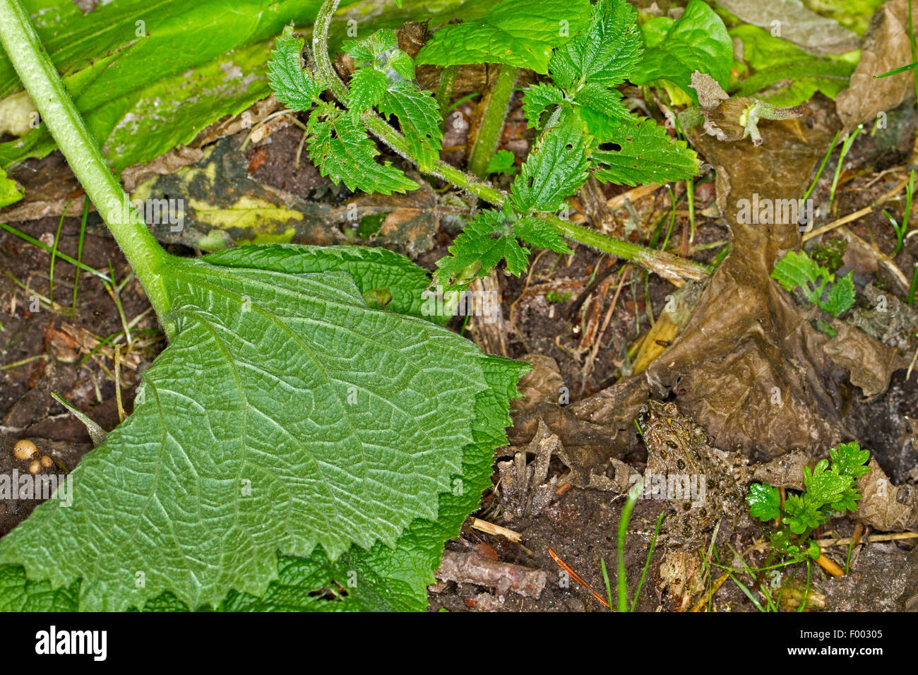 Fire-panciuto toad (Bombina bombina), seduta mimetizzata sulla terra, Germania, Meclemburgo-Pomerania Occidentale Foto Stock