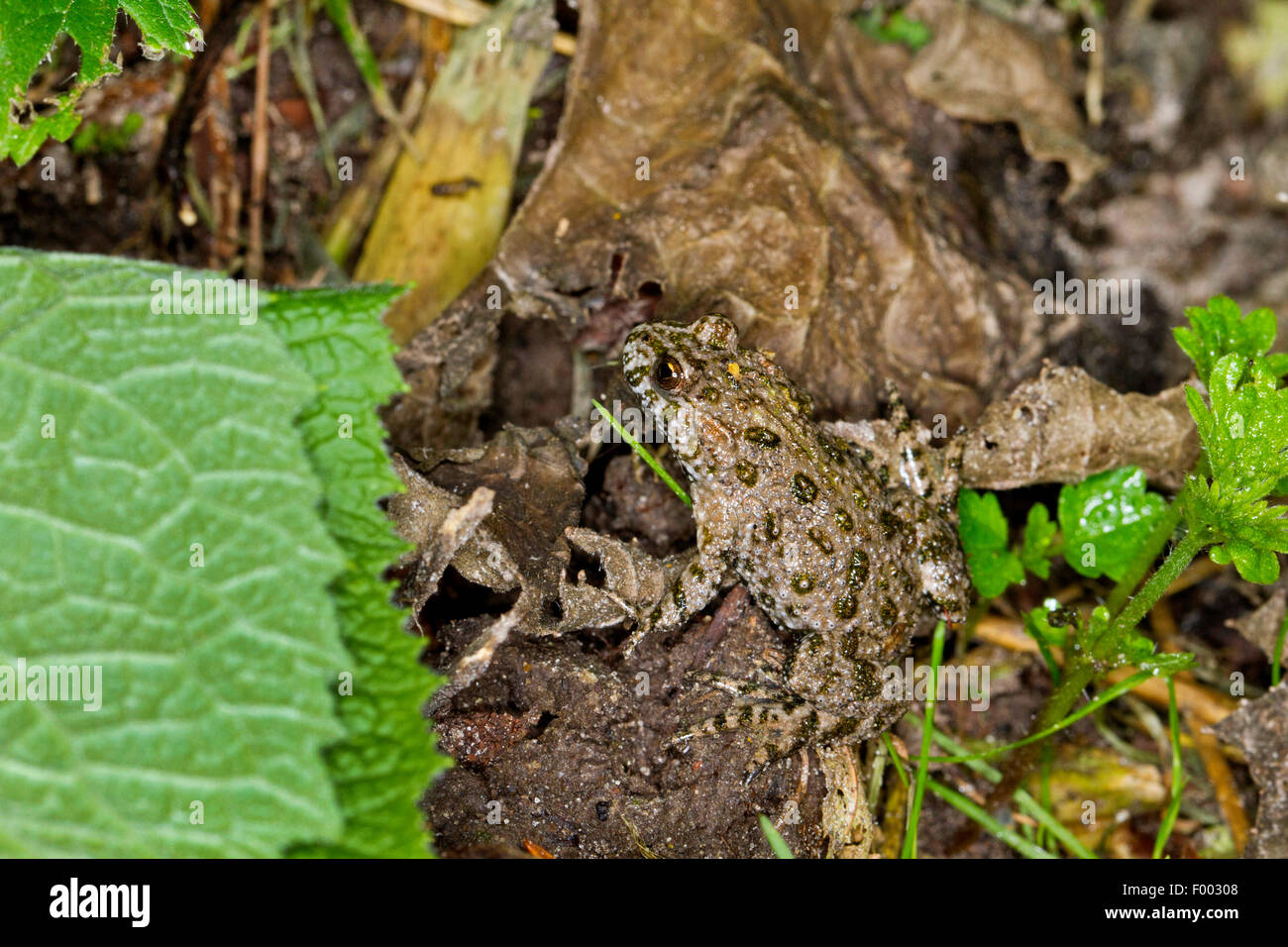 Fire-panciuto toad (Bombina bombina), seduta mimetizzata sulla terra, Germania, Meclemburgo-Pomerania Occidentale Foto Stock