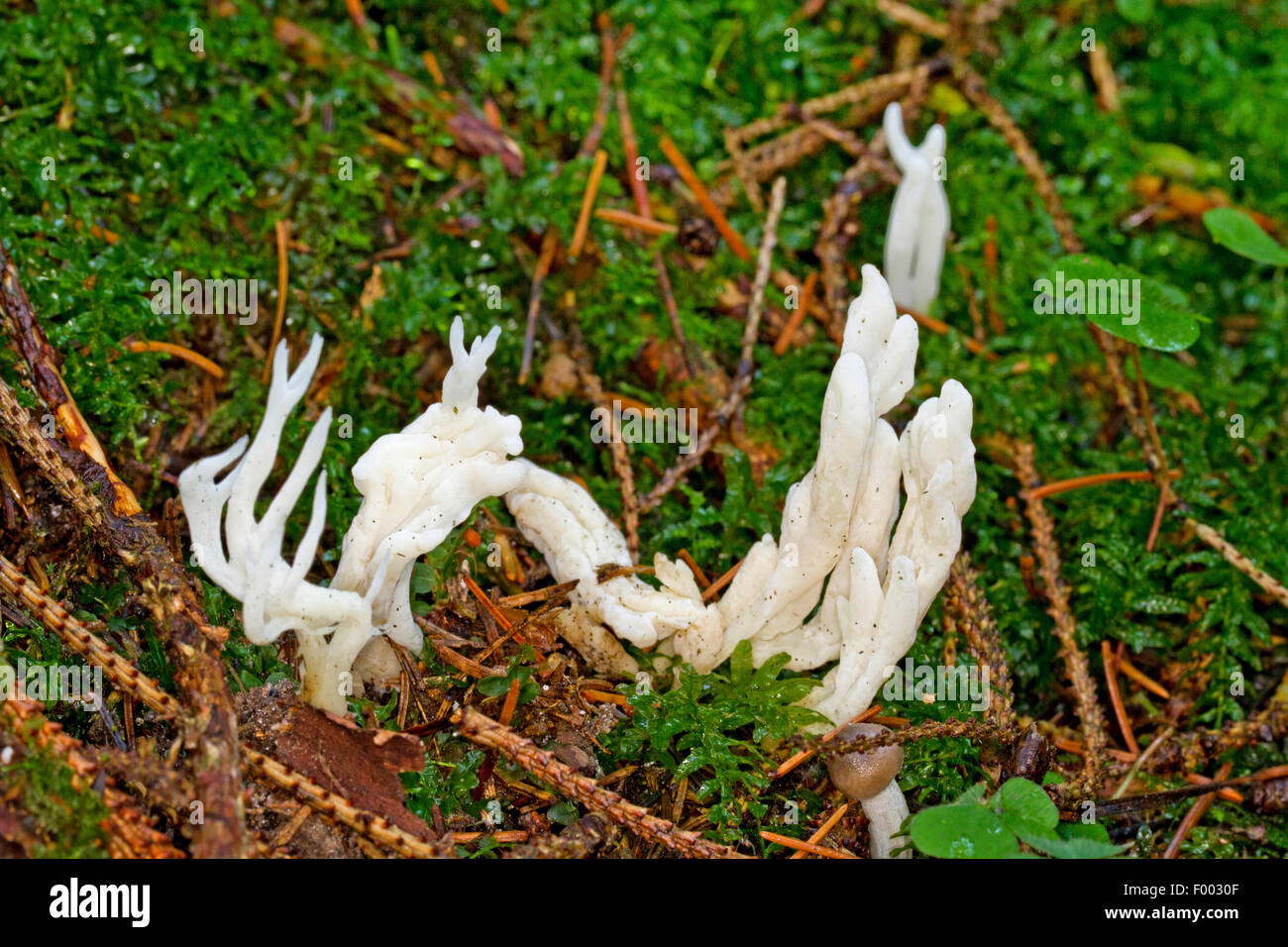 Stropicciata club (Clavulina rugosa), di corpi fruttiferi sulla foresta di conifere terra, Germania, Meclemburgo-Pomerania Occidentale Foto Stock