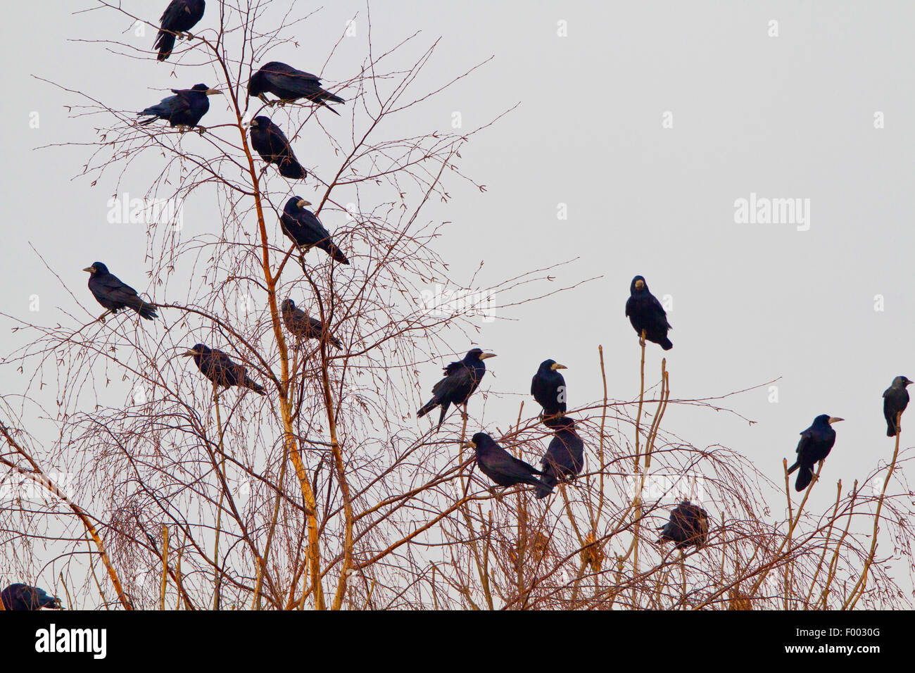 Rook (Corvus frugilegus), gregge di corvi in una bussola, Germania, Meclemburgo-Pomerania Occidentale Foto Stock
