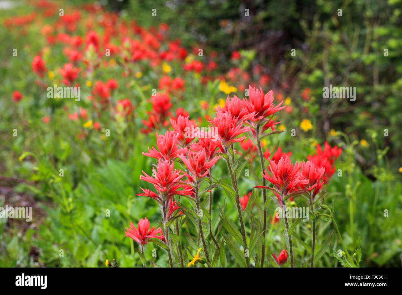 Scarlet Pennello, Pennello indiano, grande pennello rosso (Castilleja miniata), popolazione, Canada, British Columbia, Mount Revelstoke National Park Foto Stock