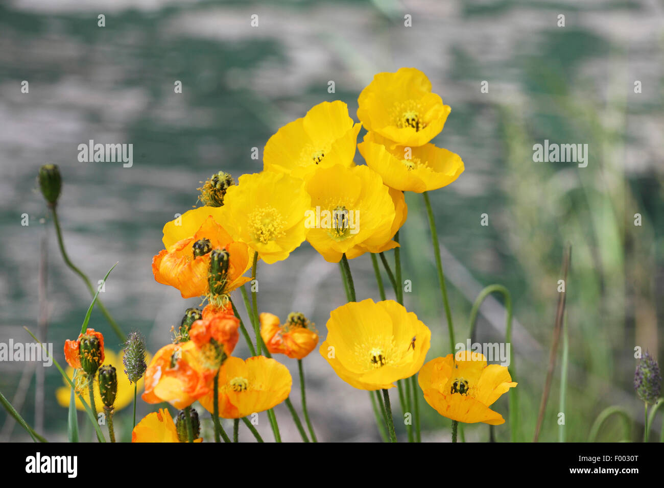 Alaskan papavero, Islanda papavero (Papaver nudicaule), Blossom, Canada, Alberta, il Parco Nazionale di Banff Foto Stock