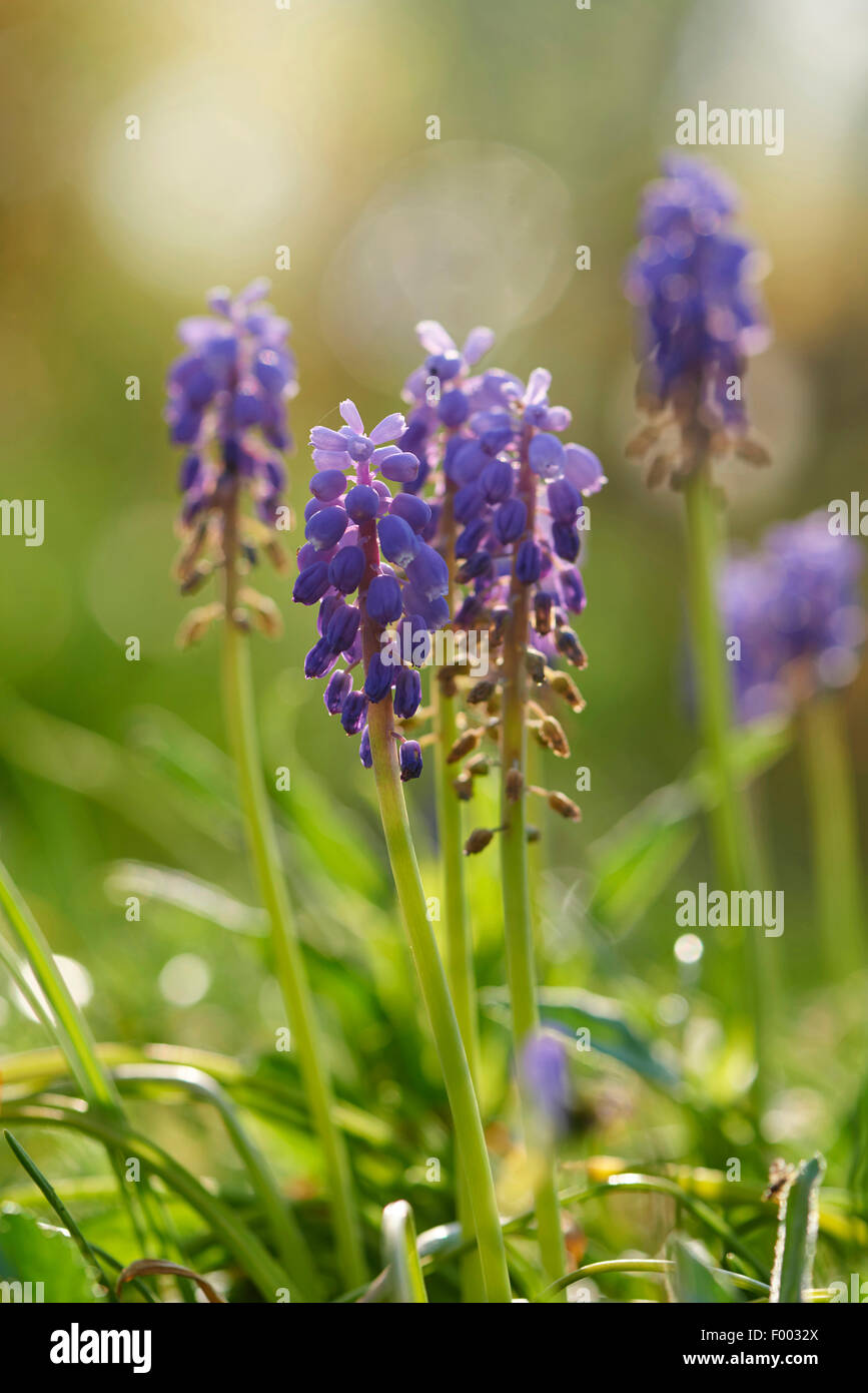 Uva armeno-giacinto (Muscari armeniacum), APPASSIMENTO, Germania Foto Stock