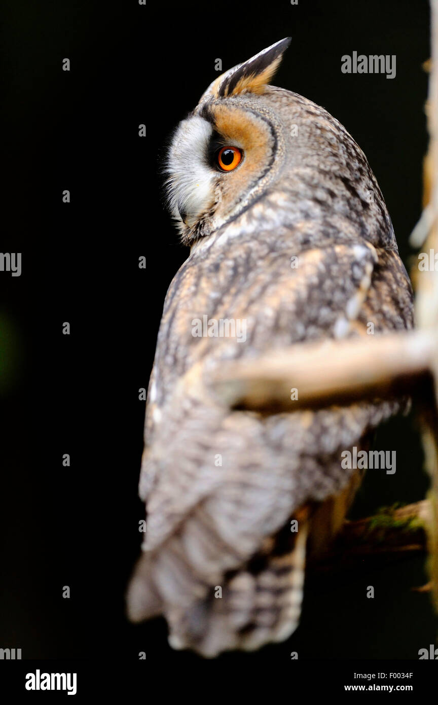 Gufo comune (Asio otus), guarda indietro, in Germania, in Baviera, il Parco Nazionale della Foresta Bavarese Foto Stock