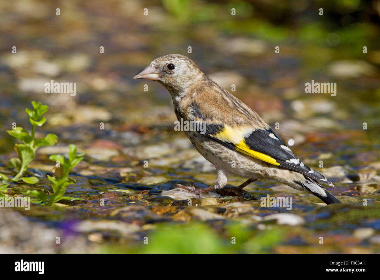 Eurasian cardellino (Carduelis carduelis), capretti al brook, Germania, Meclemburgo-Pomerania Occidentale Foto Stock