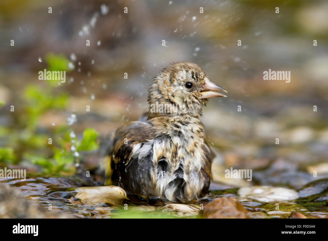 Eurasian cardellino (Carduelis carduelis), il novellame di balneazione, Germania, Meclemburgo-Pomerania Occidentale Foto Stock