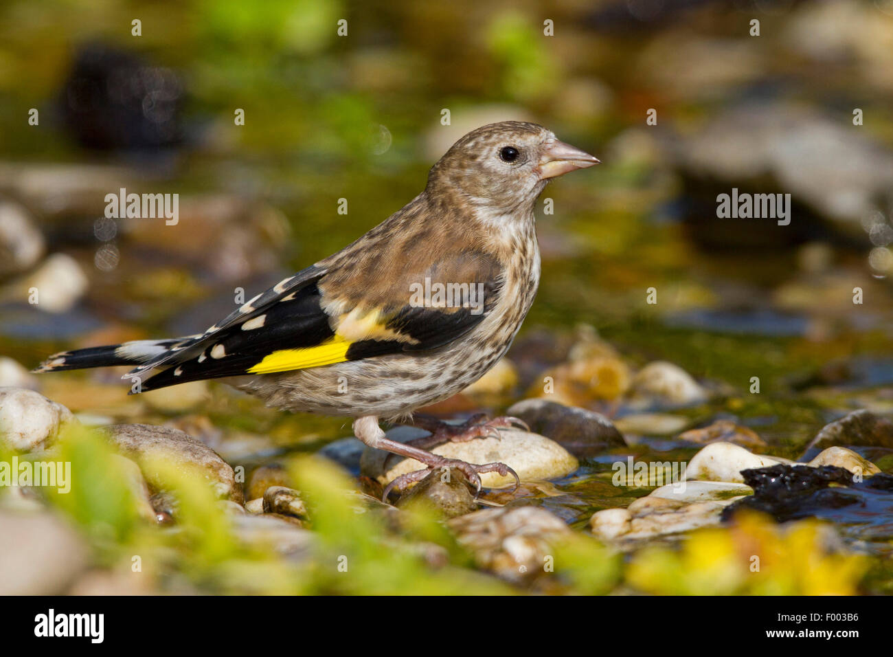 Eurasian cardellino (Carduelis carduelis), i capretti in un ruscello, Germania, Meclemburgo-Pomerania Occidentale Foto Stock