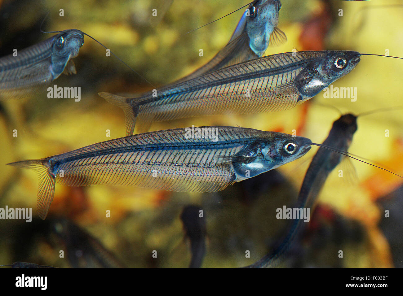 Pesce gatto di vetro, ghost catfish (Kryptopterus bicirrhis), diversi catfishes in vetro Foto Stock
