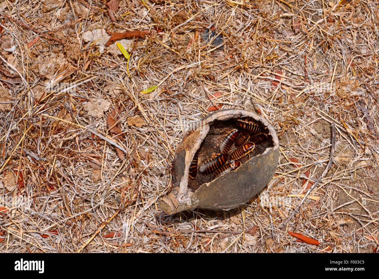 Madagascar gigante scarafaggio sibilante (Princisia spec.), strisciare in una noce di cocco, Madagascar, Nosy Be, Lokobe Reserva Foto Stock