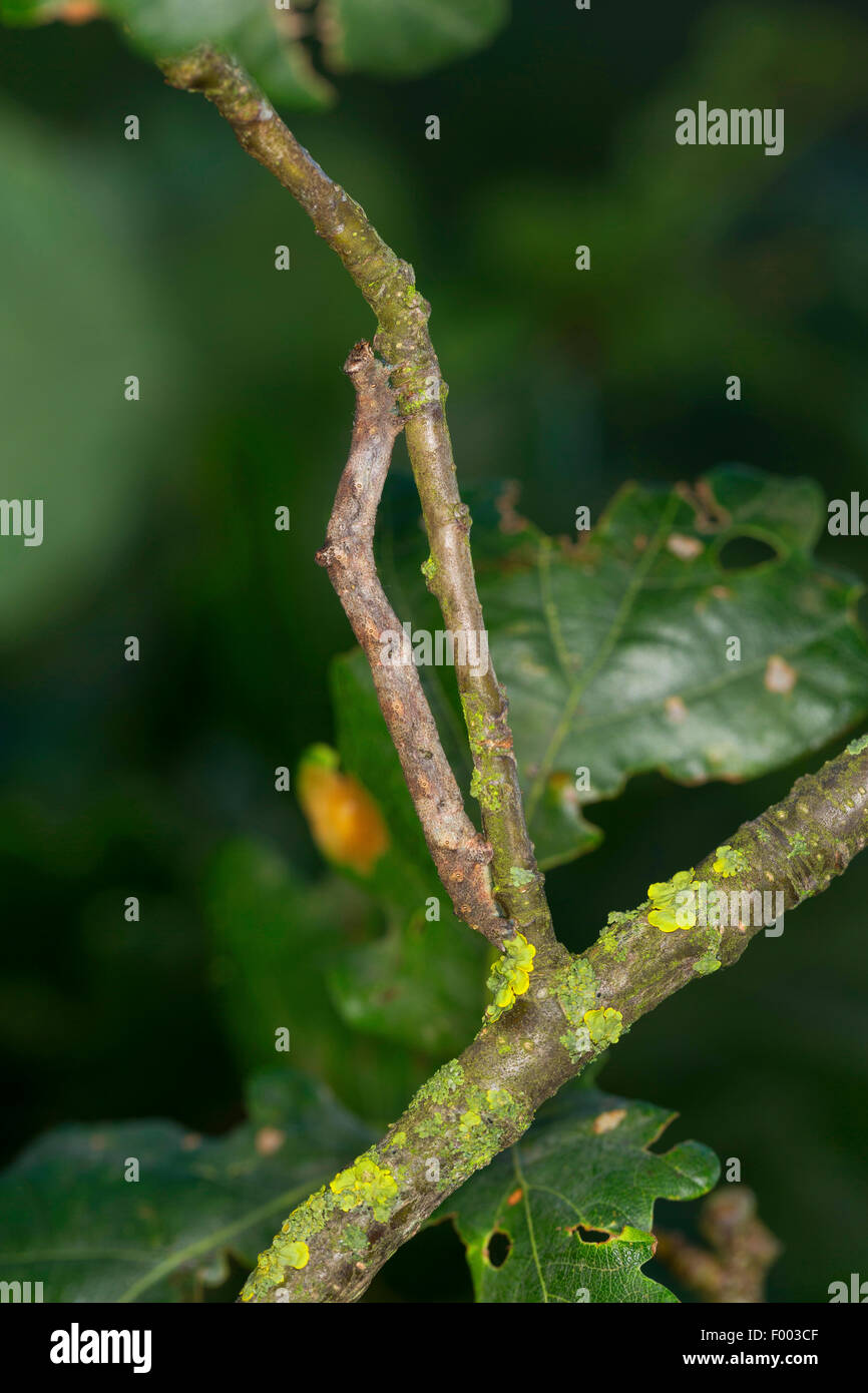 Hypomecis punctinalis (Hypomecis punctinalis, Serraca punctinalis, Boarmia punctinalis), Caterpillar imita l'apparenza di un ramoscello, Germania Foto Stock