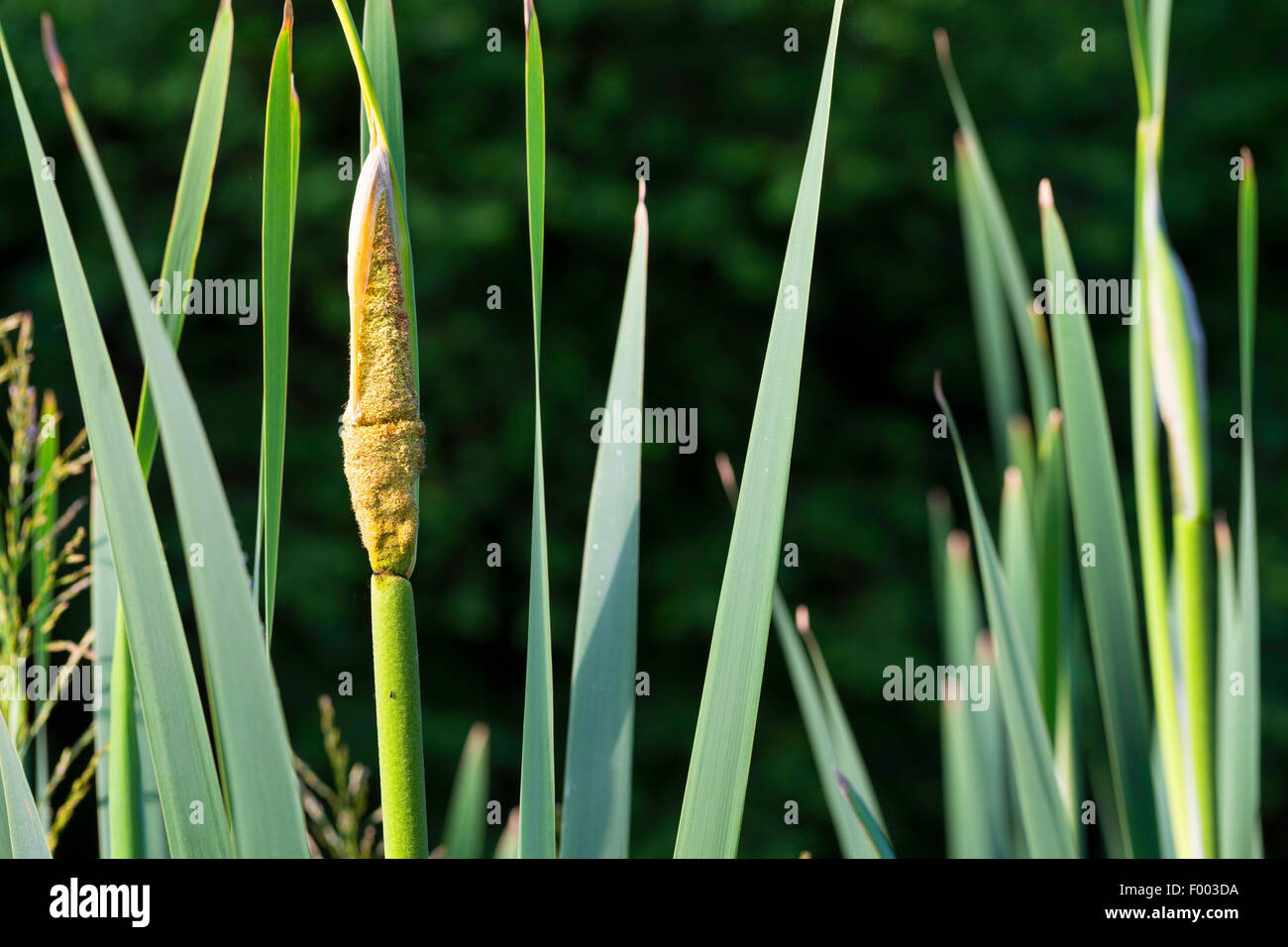 Tifa comune, di latifoglie, tifa di latifoglie del gatto di coda, grande reedmace, giunco (Typha latifolia), infiorescenza, Germania Foto Stock