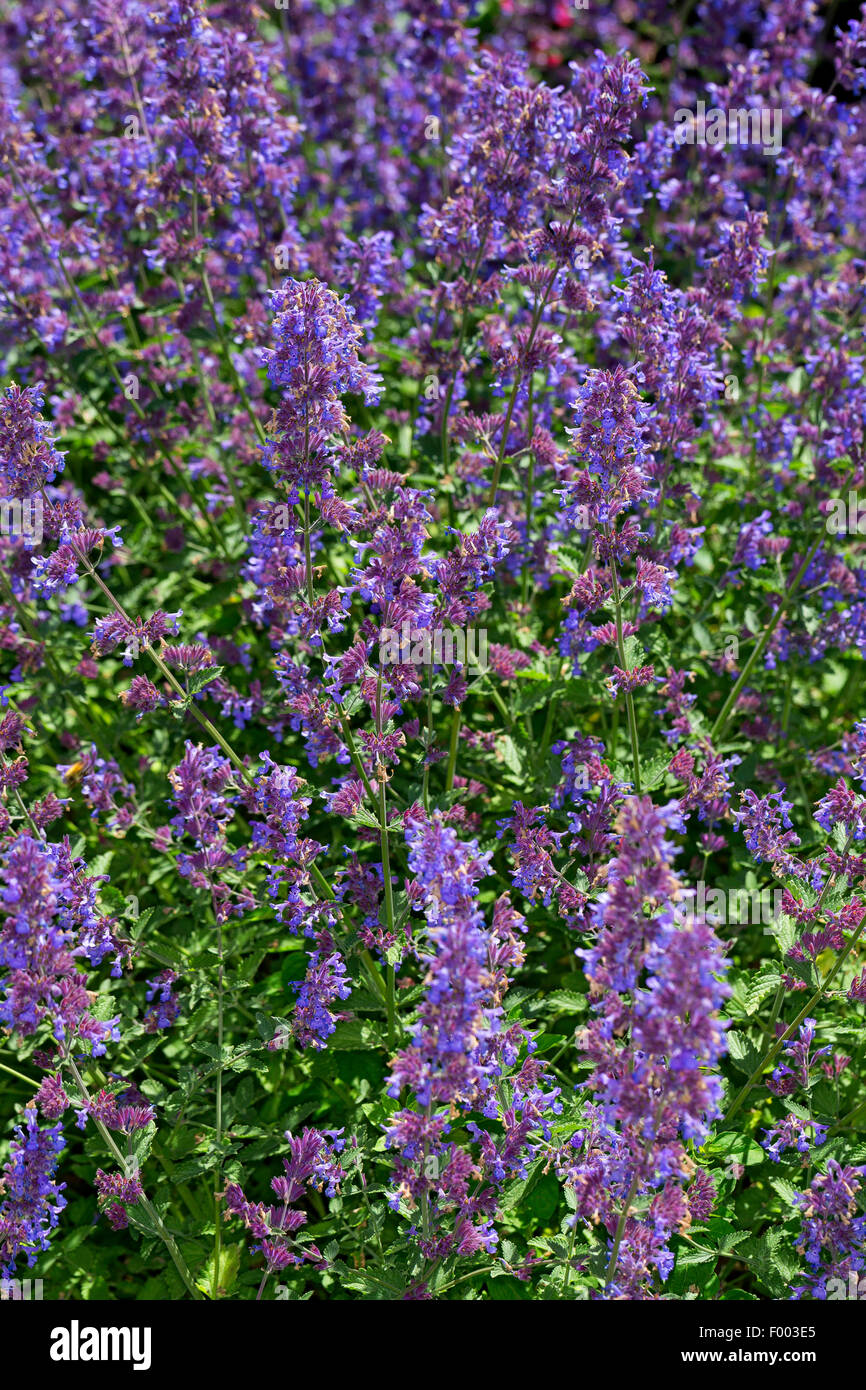Faassen la nepitella (Nepeta x faassenii, Nepeta faassenii), fioritura Foto Stock