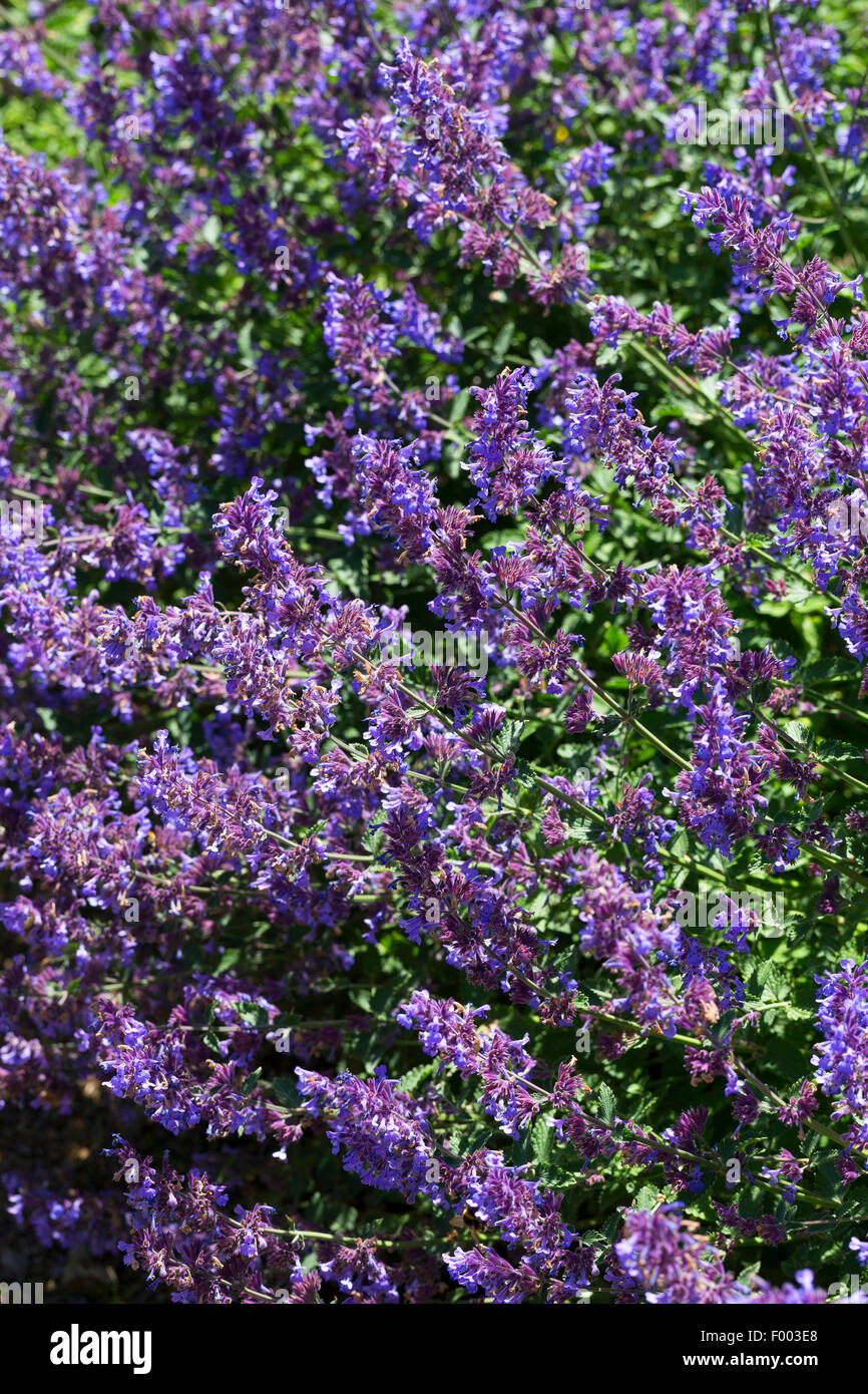 Faassen la nepitella (Nepeta x faassenii, Nepeta faassenii), fioritura Foto Stock