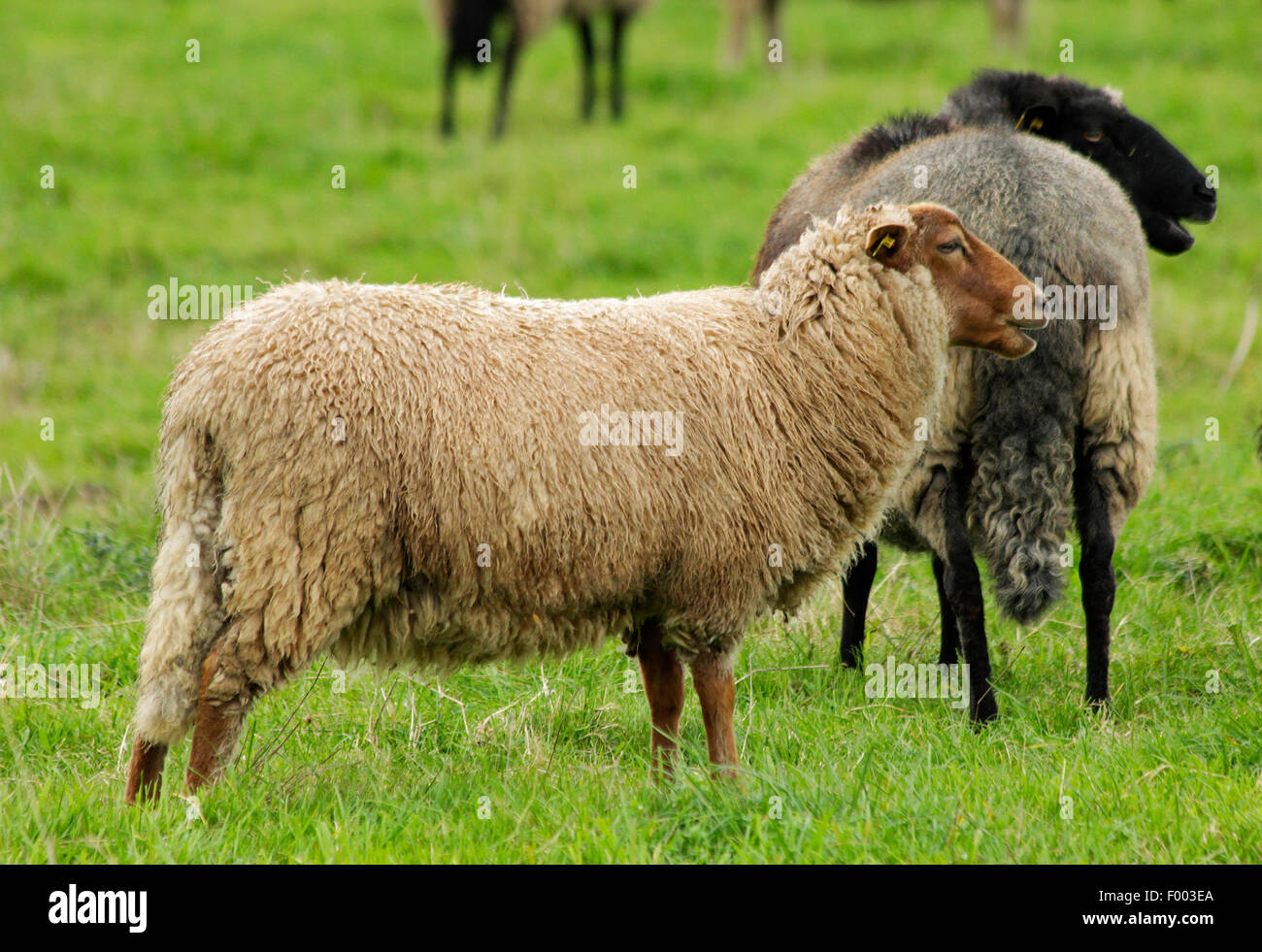 Coburg fox pecore (Ovis ammon f. aries), pecore in un pascolo, Germania, Bassa Sassonia Foto Stock