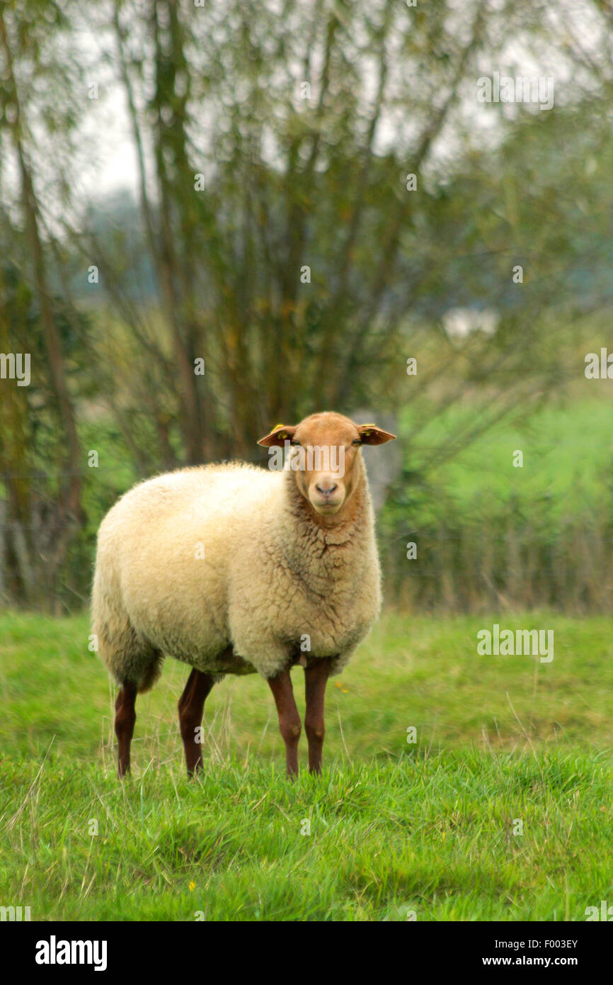 Coburg fox pecore (Ovis ammon f. aries), pecore in un pascolo, Germania, Bassa Sassonia Foto Stock