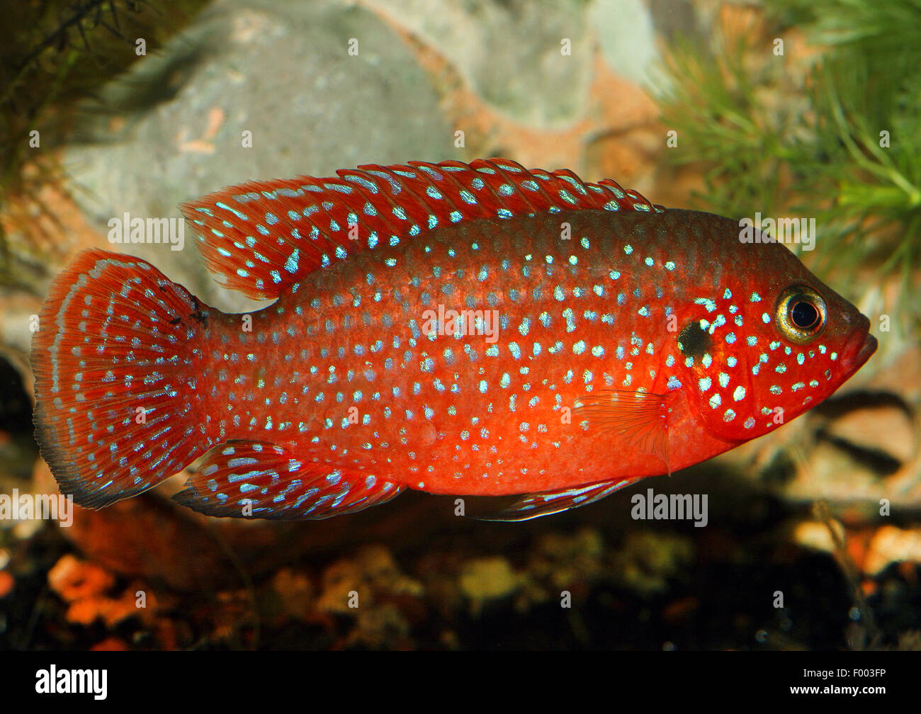 Rosso Sangue pesce gioiello, rosso sangue (gioiello Hemichromis lifalili),  nuoto Foto stock - Alamy