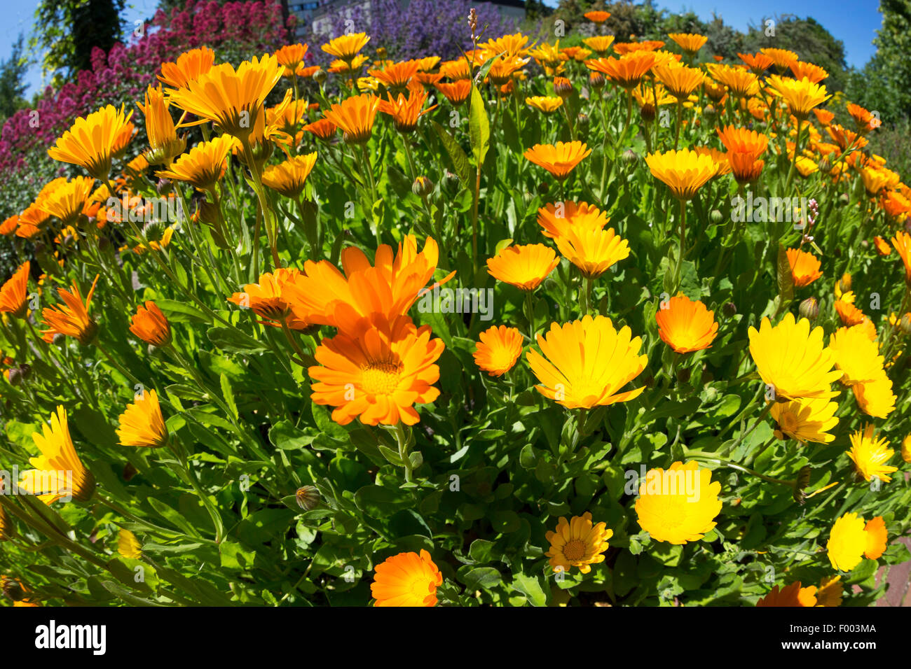 Giardino-calendula (Calendula officinalis), fioritura, Germania Foto Stock