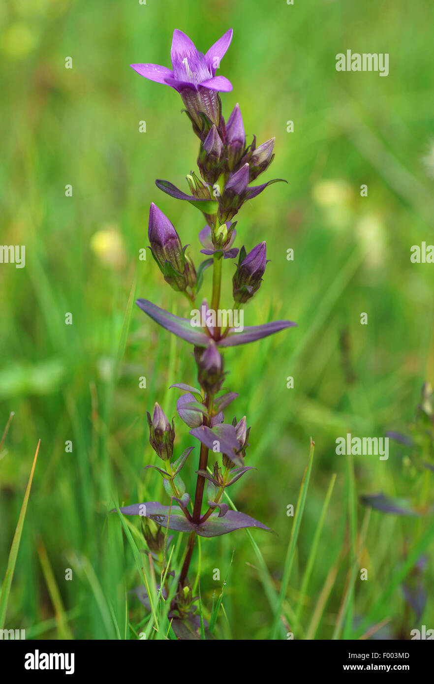 Il tedesco genziana, Chiltern genziana (Gentiana germanica, Gentianella germanica), fioritura, in Germania, in Baviera, Alta Baviera, Baviera superiore Foto Stock