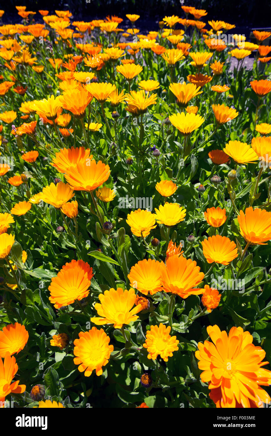 Giardino-calendula (Calendula officinalis), fioritura, Germania Foto Stock