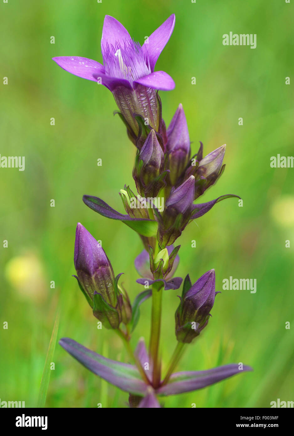 Il tedesco genziana, Chiltern genziana (Gentiana germanica, Gentianella germanica), fioritura, in Germania, in Baviera, Alta Baviera, Baviera superiore Foto Stock