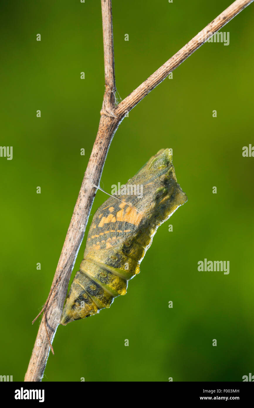 Coda forcuta (Papilio machaon), pupa sull orlo della schiusa, butterfly brilla attraverso, Germania Foto Stock