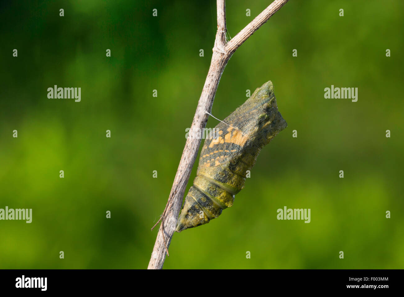 Coda forcuta (Papilio machaon), pupa sull orlo della schiusa, butterfly brilla attraverso, Germania Foto Stock