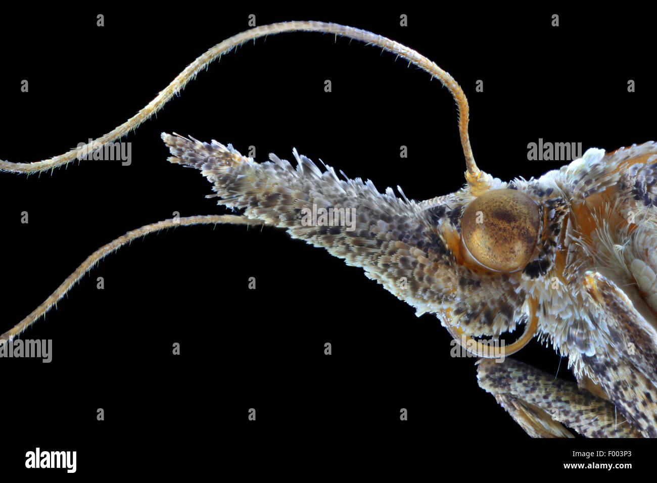 Pyralid falene, pyralids (muso falene/erba tarme e altri) (Pyralidae), la testa di una falena, vista laterale Foto Stock