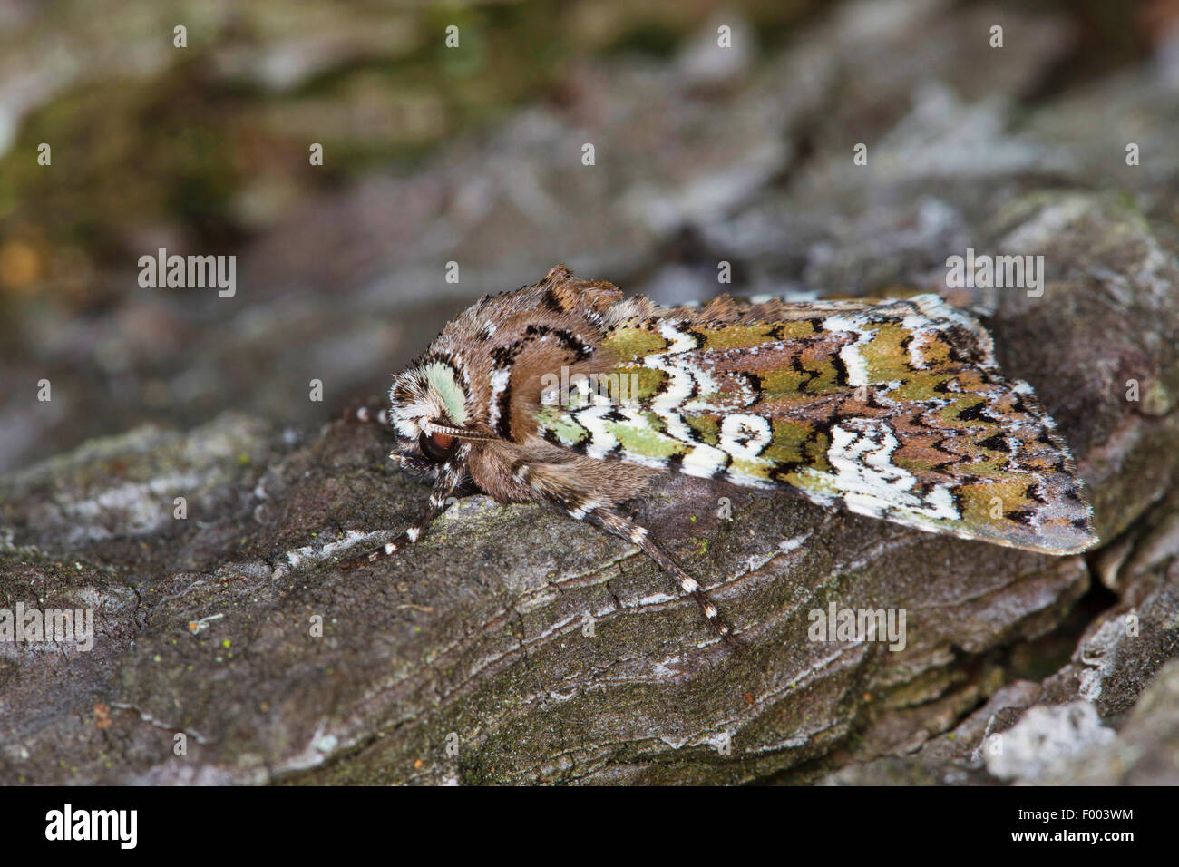 Owlet tarma (Hadena caesia), sulla corteccia, Germania Foto Stock