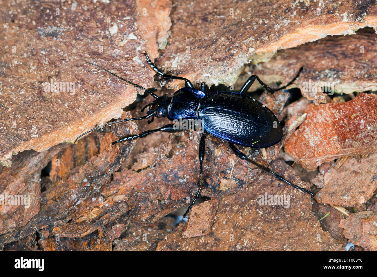 Massa viola Beetle (Mesocarabus problematicus), maschio, Germania Foto Stock