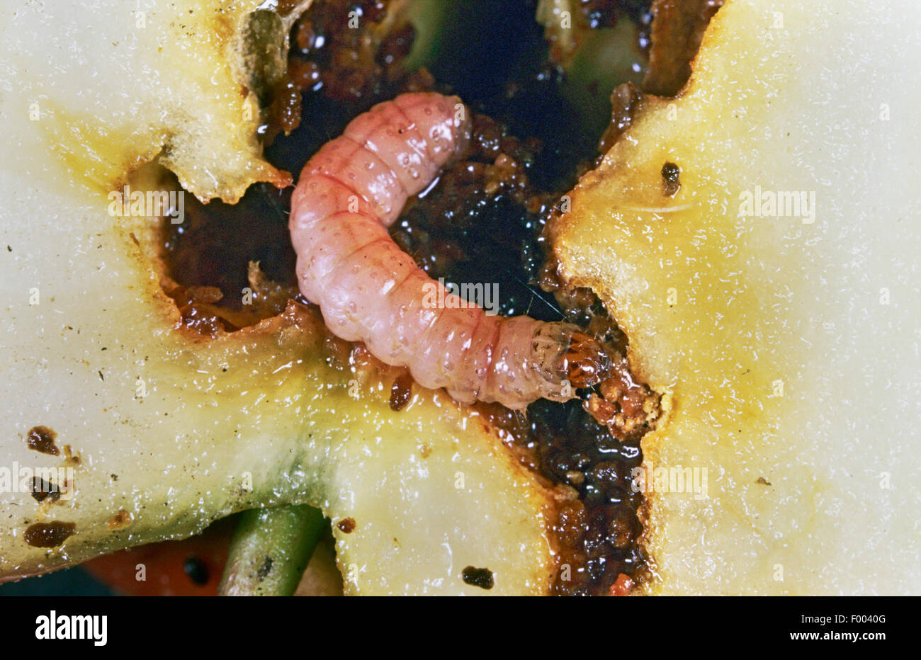 Apple tarma carpocapsa del melo, falena Codlin (Laspeyresia pomonella, Cydia pomonella, Carpocapsa pomonella), larva in un apple, Germania Foto Stock