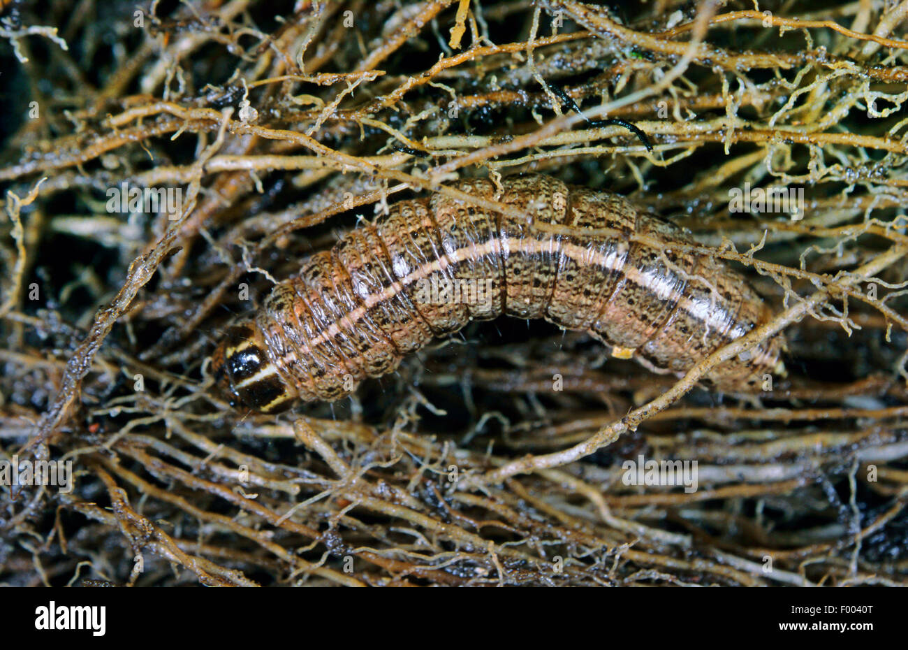 Noctuid tarma (Apamea sordens), Caterpillar, Germania Foto Stock