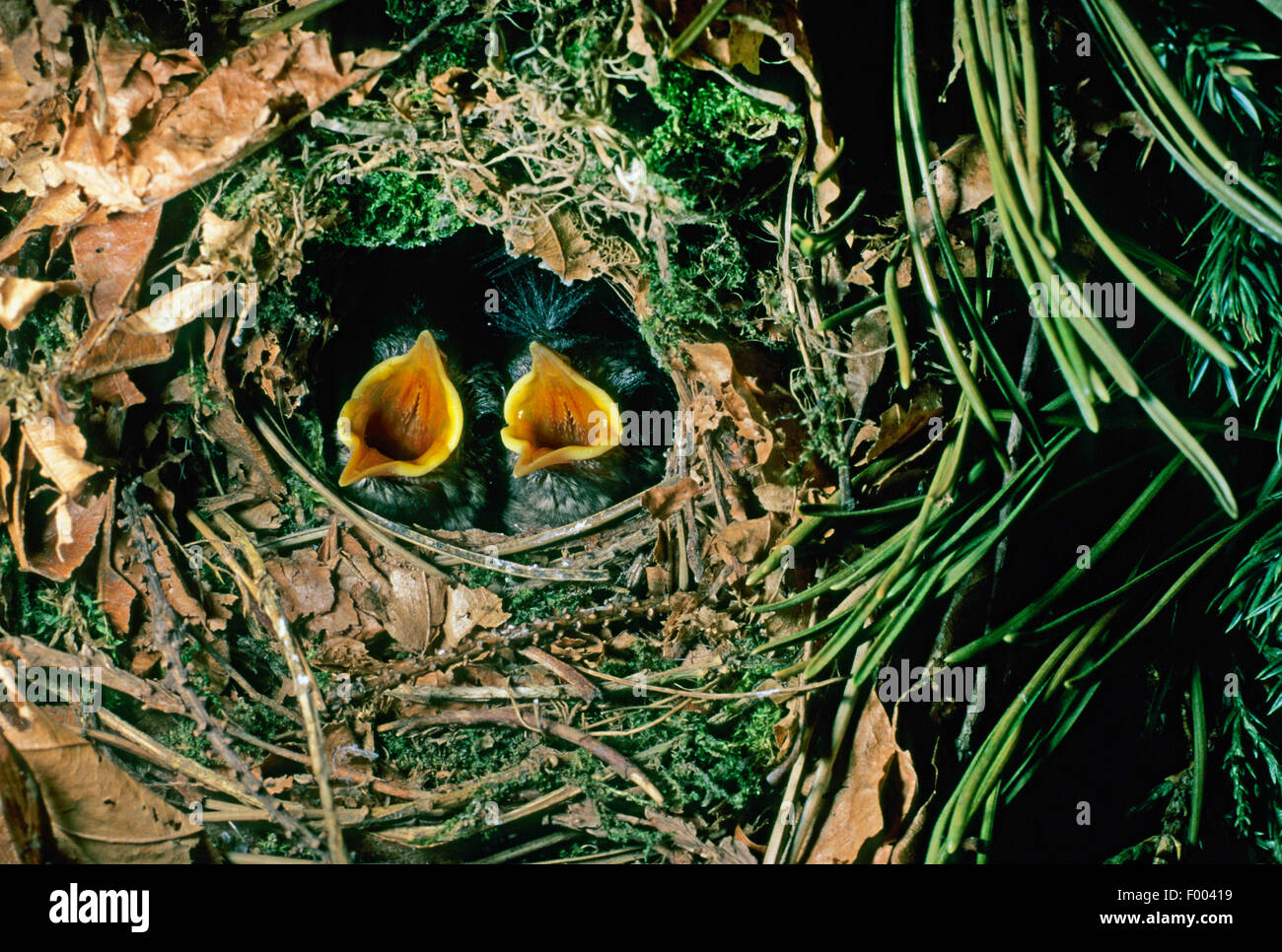 Winter wren (Troglodytes troglodytes), di accattonaggio cuscini nel nido, Germania Foto Stock