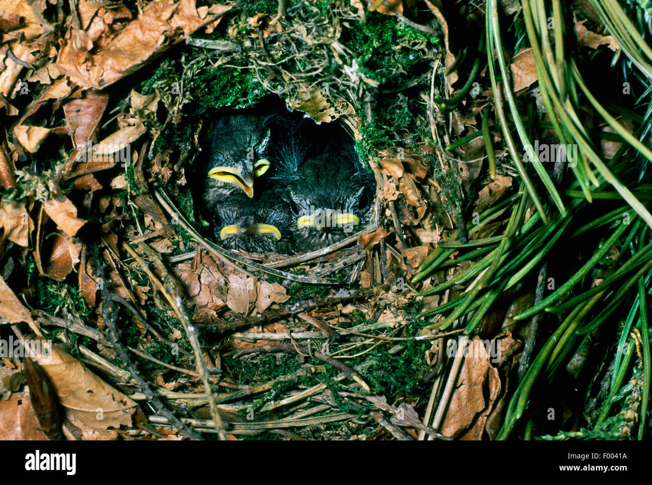 Winter wren (Troglodytes troglodytes), cuscini nel nido, Germania Foto Stock