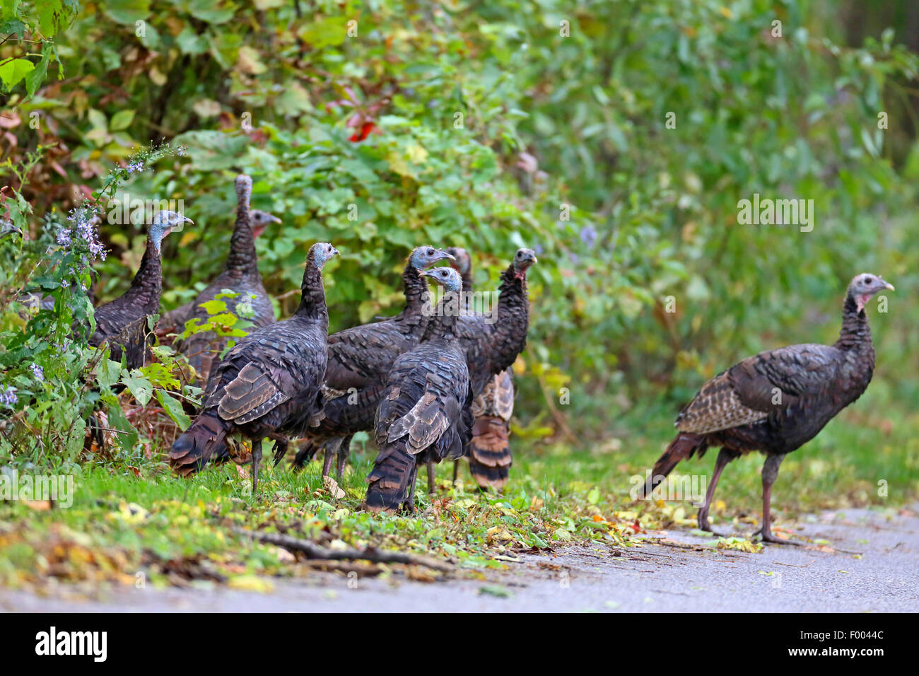 La Turchia comune (Meleagris gallopavo), gruppo a bordo della foresta, Canada Ontario, punto Pelée Parco Nazionale Foto Stock