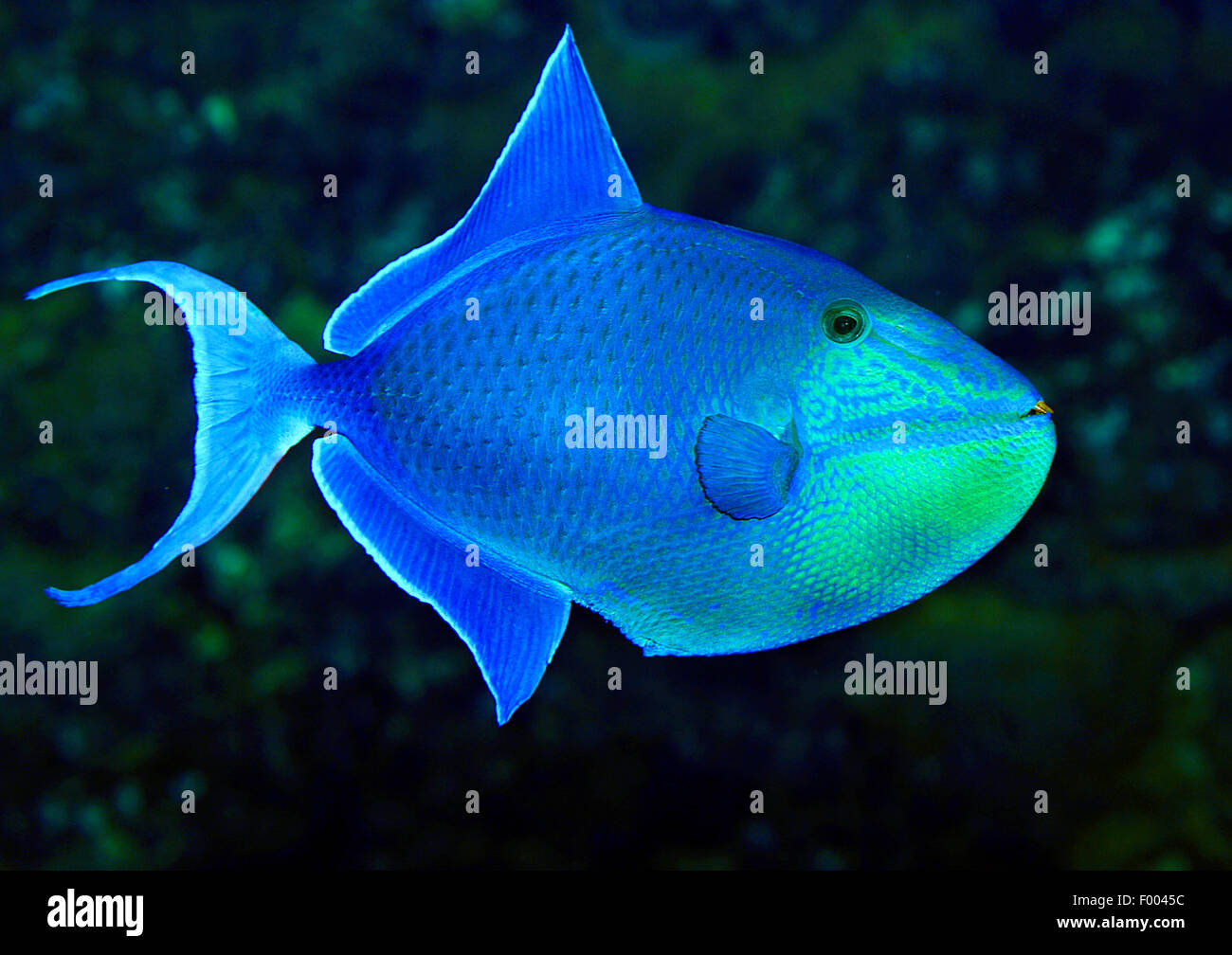 Redtooth pesci balestra, rosso-dentata pesci balestra, Redfang (Balistes erythrodon, Odonus erythrodon, Xenodon niger Odonus niger), nuoto Foto Stock