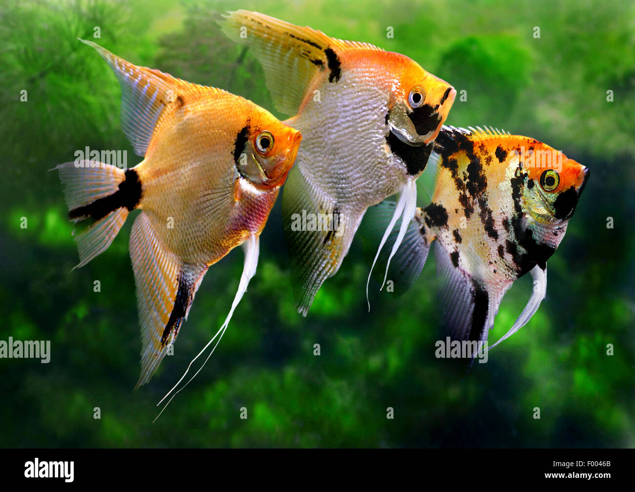 Freshwater angelfish, longfin pesci angelo, nero angelfish, scalare (Pterophyllum scalare), tre longfin pesci angelo Foto Stock