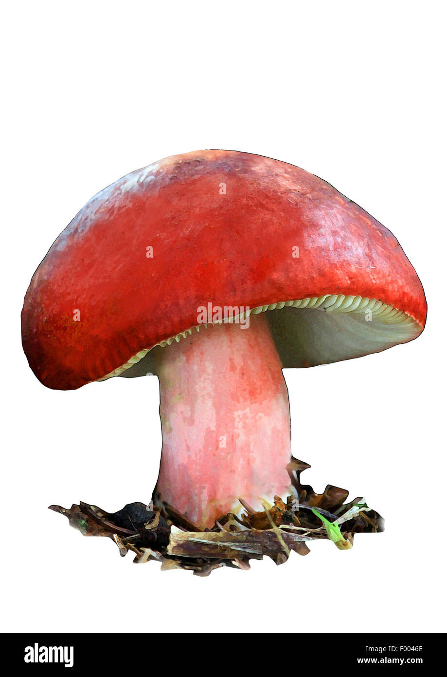 Sickener (Russula emetica), singolo fungo cut-out Foto Stock