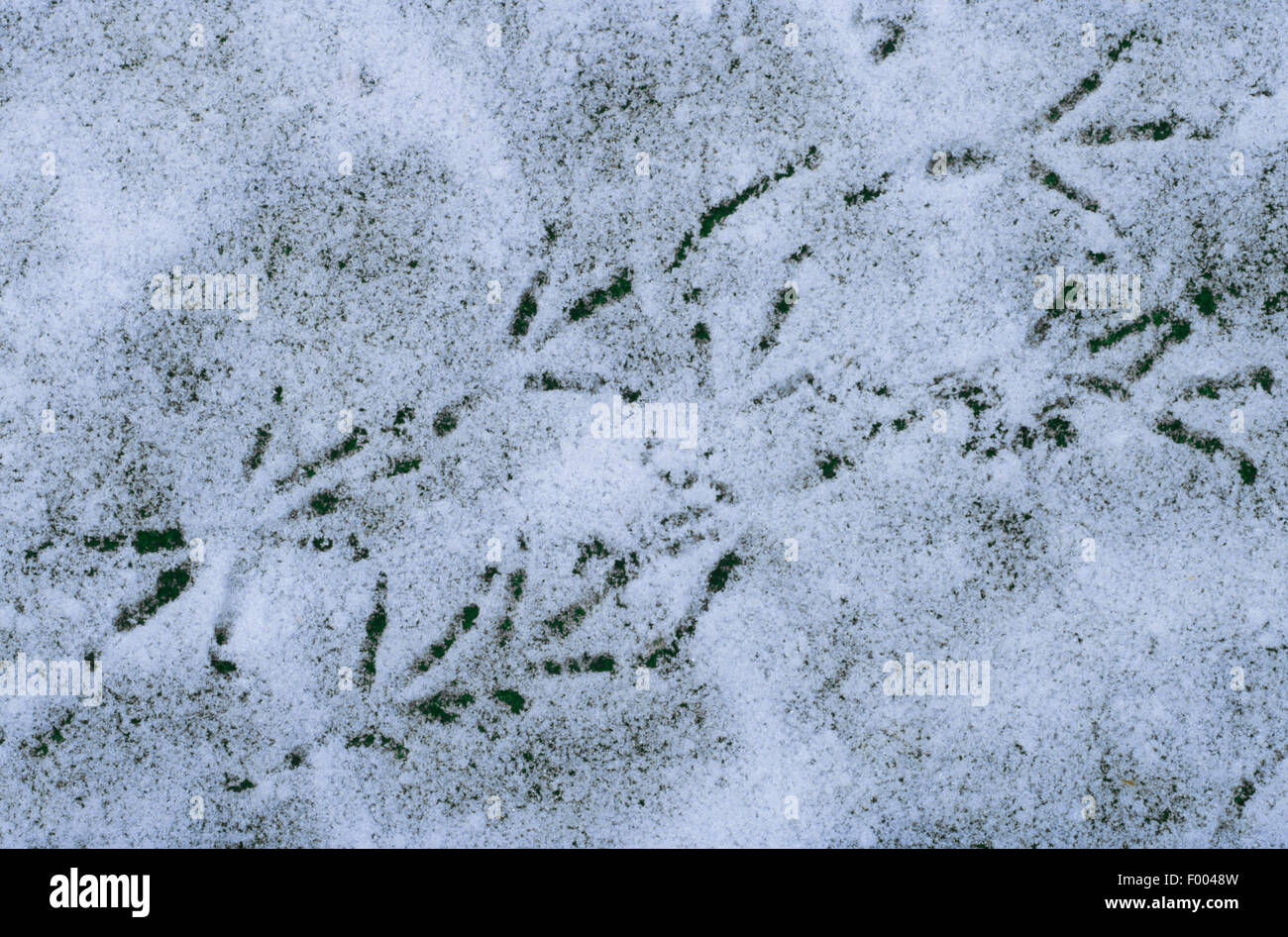 Merlo (Turdus merula), impronte di un merlo nella neve, Germania Foto Stock