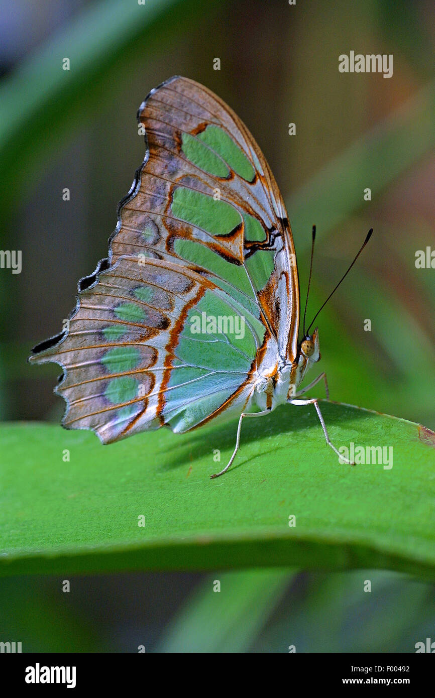 Malachite (Siproeta stelenes), su una foglia Foto Stock