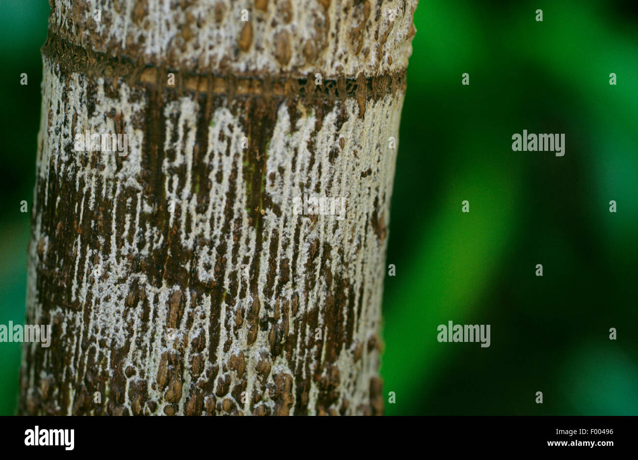 Coda di volpe Palm (Wodyetia bifurcata), stelo Foto Stock