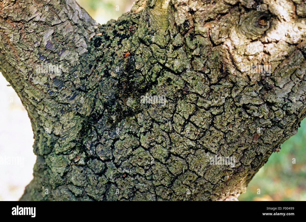 Il portoghese quercia (Quercus faginea), corteccia Foto Stock