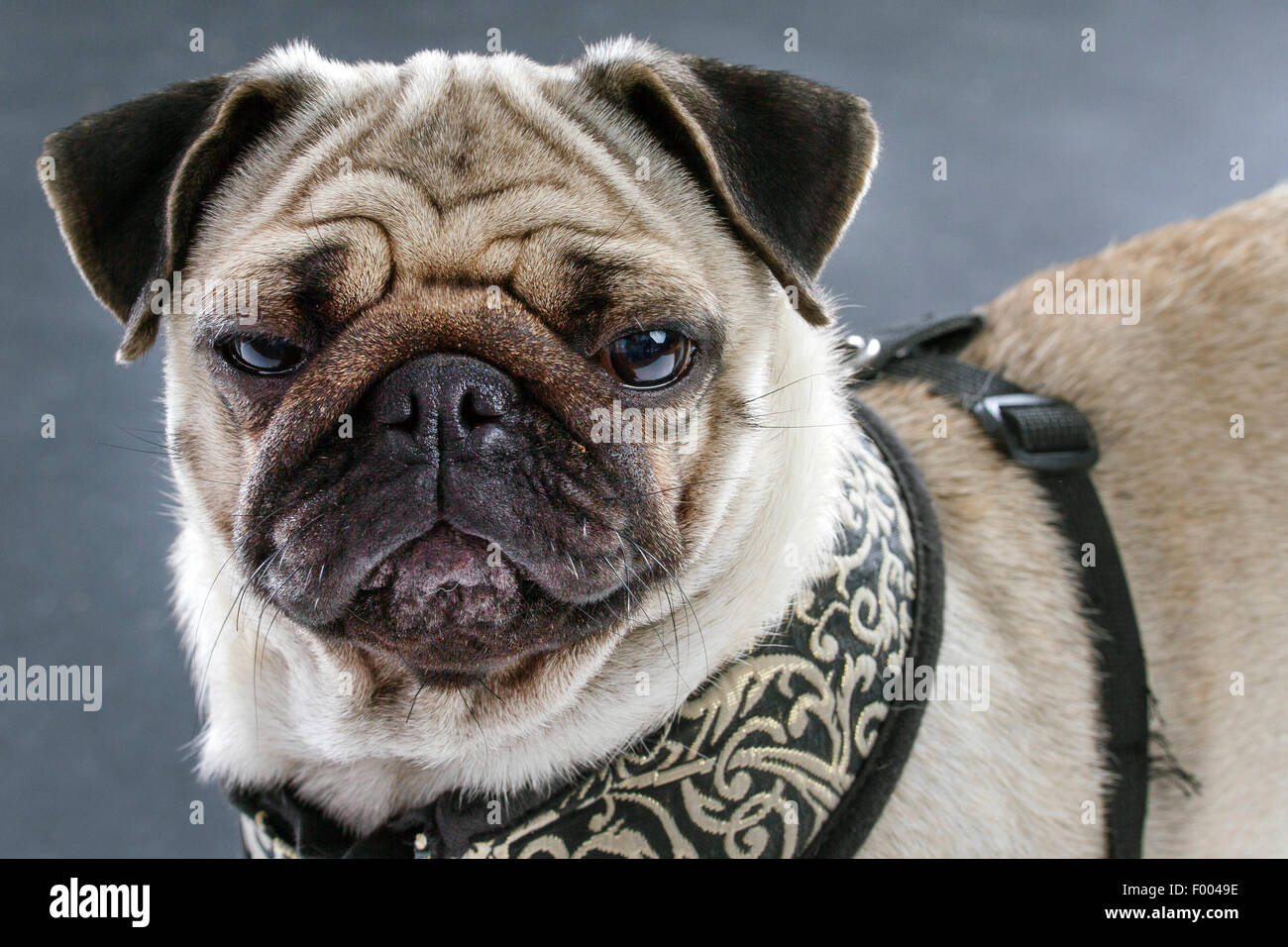 Pug (Canis lupus f. familiaris), il ritratto di moody pug Foto Stock