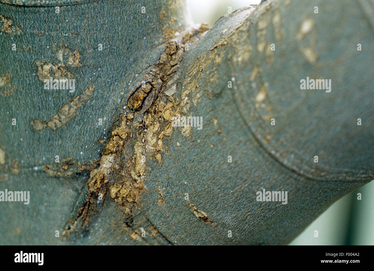 Calce spagnole (Melicoccus bijugatus), corteccia Foto Stock