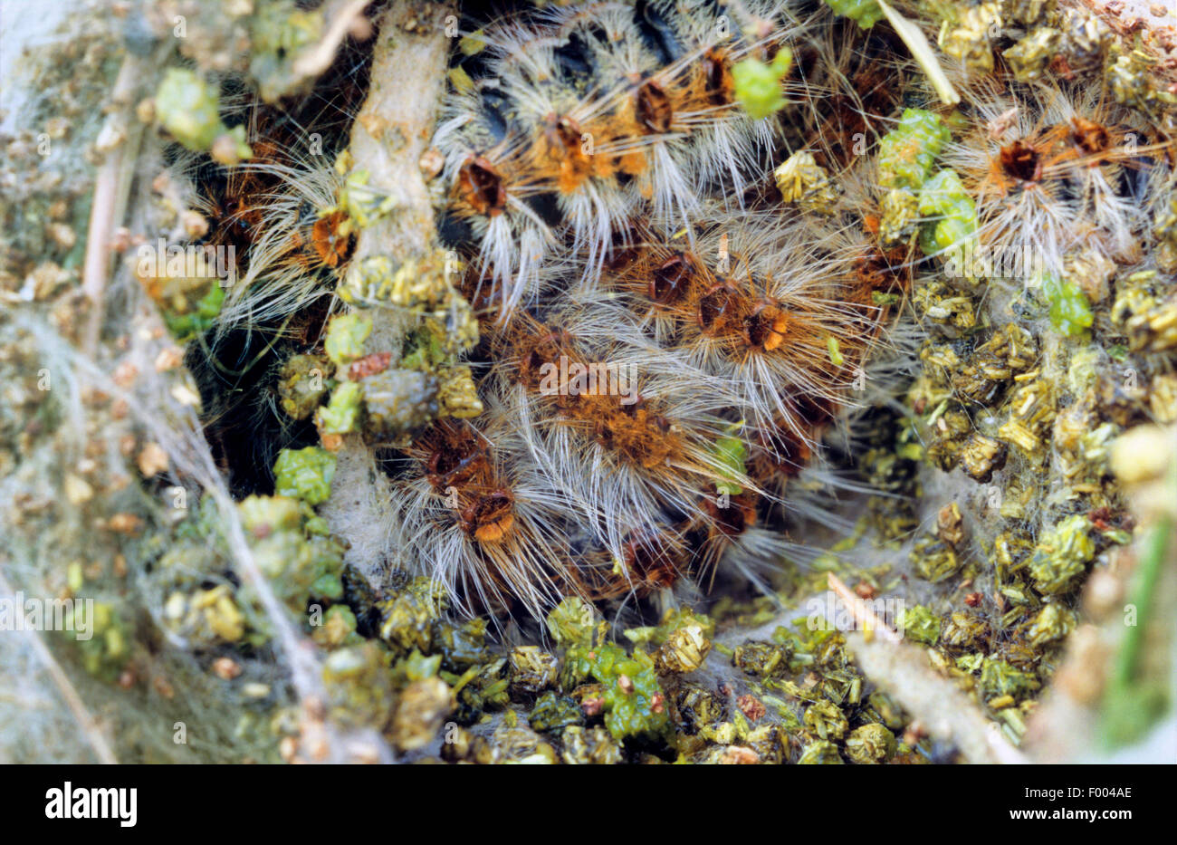 Pine processionary moth, Pine processionary (Thaumetopoea pityocampa, Traumatocampa pityocampa), Germania Foto Stock