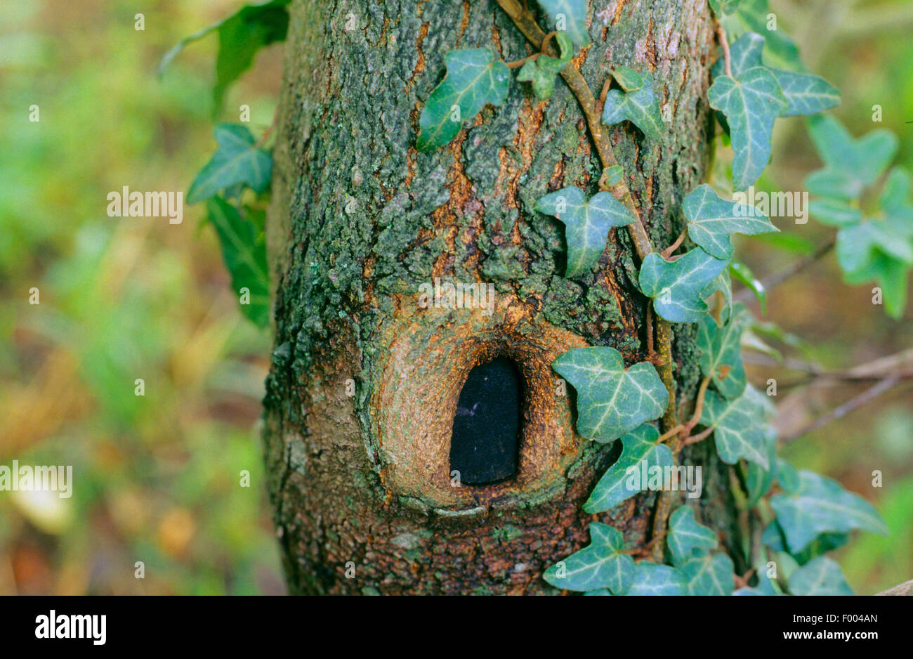 Montpellier maple, francese (acero Acer Monspessulanum), corteccia Foto Stock