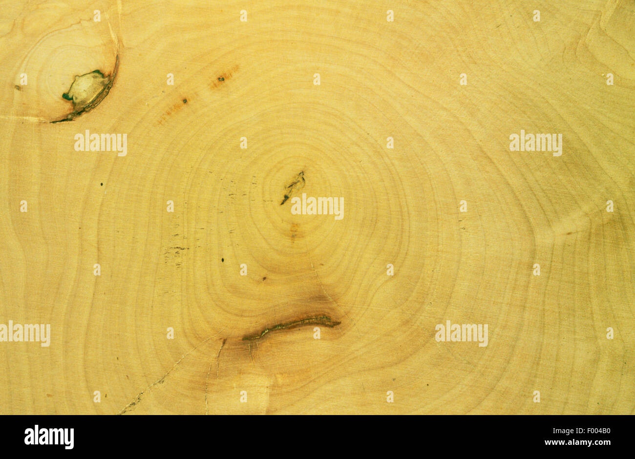 Acero di monte, grande Acero (Acer pseudoplatanus), tronco, sezione trasversale Foto Stock