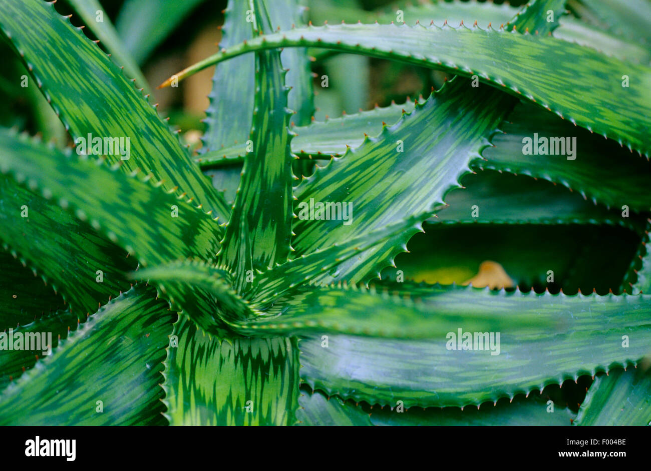 Aloe (Aloe somaliensis), Rosetta in foglia Foto Stock