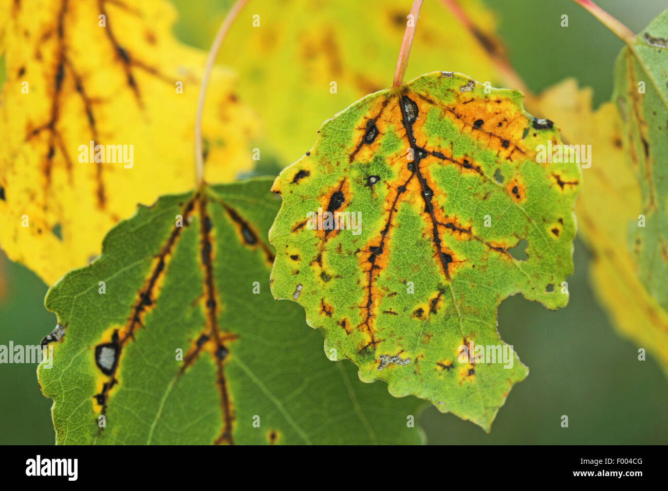 Unione aspen (Populus tremula), le foglie in autunno, Germania Foto Stock